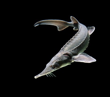 Siberian Sturgeon (Acipenser baerii)