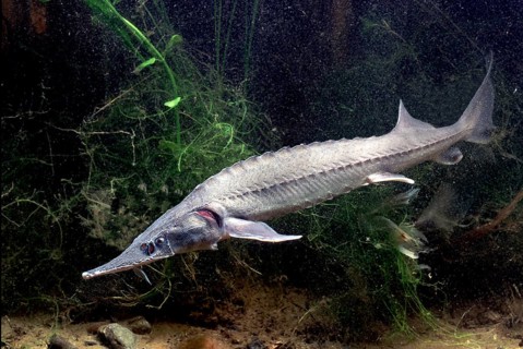 Siberian Sturgeon (Acipenser baerii)