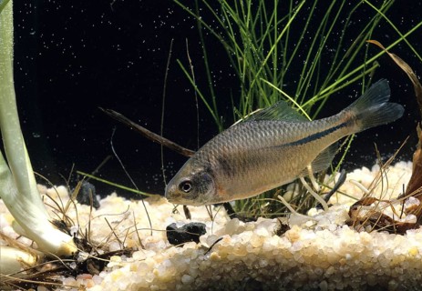Amur Bitterling (Rhodeus sericeus)