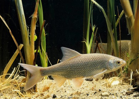 Common Roach (Rutilus rutilus)