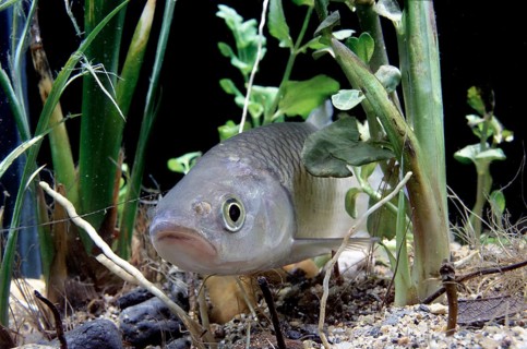 European Chub (Leuciscus cephalus)