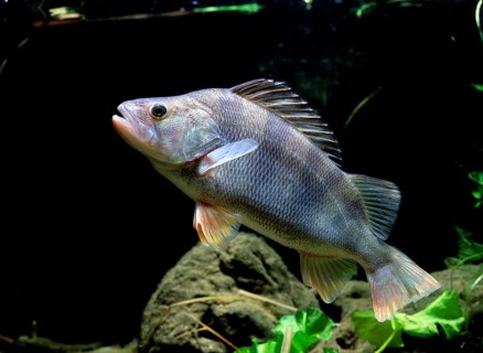 European Perch (Perca fluviatilis)