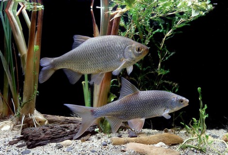 Common Rudd (Scardinius erythrophthalmus)