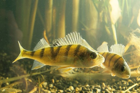 European Perches (Perca fluviatilis)