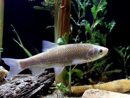 European Chub (Leuciscus cephalus)