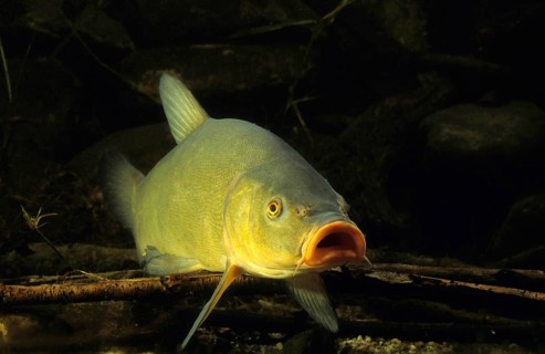 Tench or Doctor Fish (Tinca tinca)