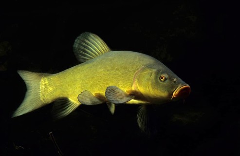 Tench or Doctor Fish (Tinca tinca)