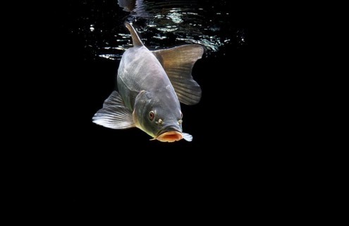 Tench or Doctor Fish (Tinca tinca)