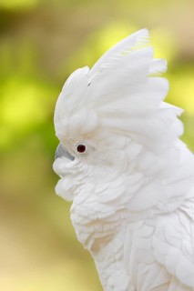 White Cockatoo or Umbrella Cockatoo (Cacatua alba)