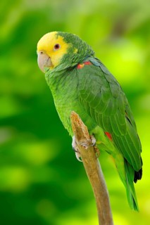 Yellow-headed Amazon