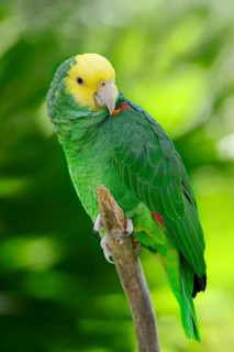 Yellow-headed Amazon