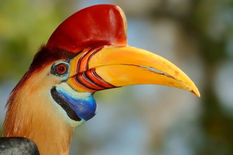 Knobbed hornbill or Sulawesi Wrinckled Hornbill (Aceros cassidix)