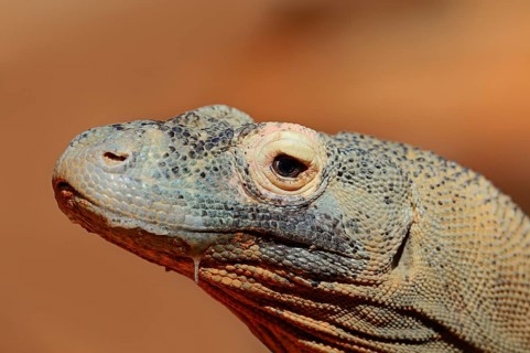 Komodo Dragon (Varanus komodoensis)