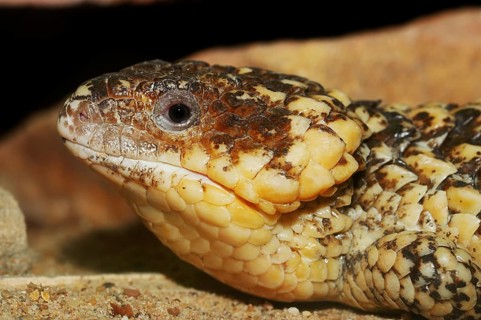 Bobtail Skink or Western Shingleback (Tiliqua rugosa