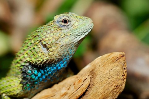 Emerald Swift or Malachite Spiny Lizard (Sceloporus malachiticus)