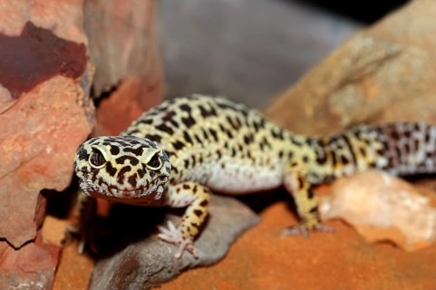 Leopard Gecko (Eublepharis macularius)