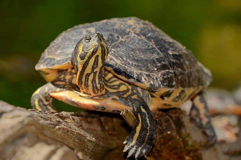 Red-eared Slider (Trachemys scripta elegans