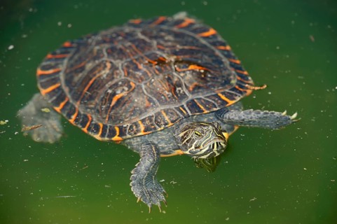 Western Painted Turtle (Chrysemys picta bellii)