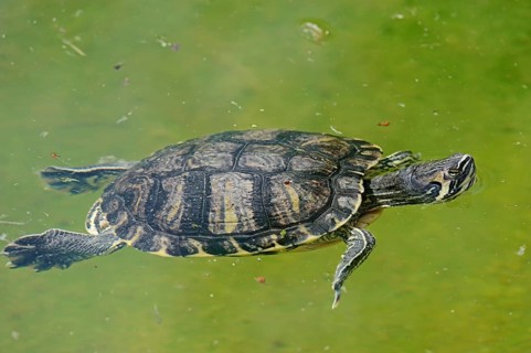 Red-eared Slider (Trachemys scripta elegans