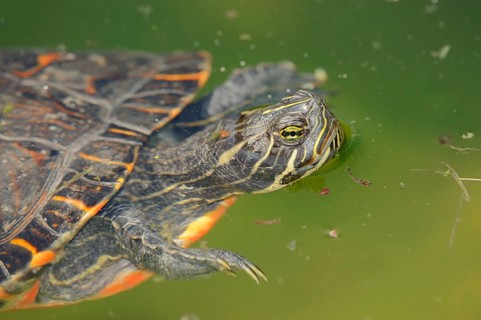 Western Painted Turtle (Chrysemys picta bellii)