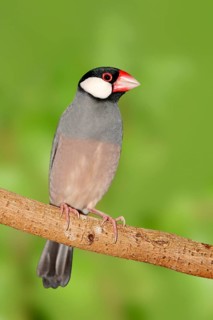 Java Sparrow