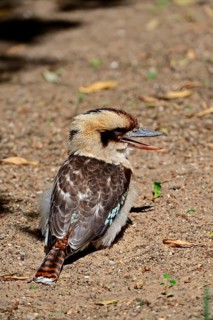 Laughing Jack or Laughing Kookaburra (Dacelo gigas