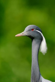 Demoiselle crane (Anthropoides virgo