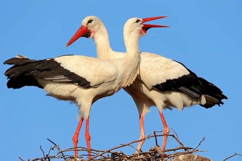 White storks (Ciconia ciconia)