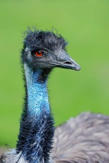 Emu (Dromaius novaehollandiae)