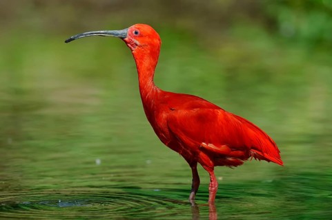 Scarlet Ibis (Eudocimus ruber)