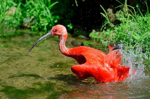 Scarlet Ibis (Eudocimus ruber)