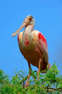 Roseate Spoonbill (Ajaia ajaja