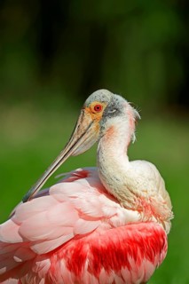 Roseate Spoonbill (Ajaia ajaja