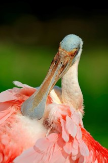 Roseate Spoonbill (Ajaia ajaja