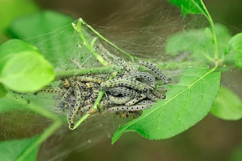 Orchard Ermine (Yponomeuta padella)