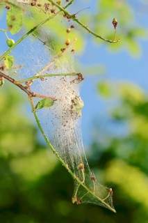 Bird cherry-moth (Yponomeuta evonymella)