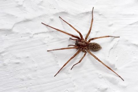 Dust spider or dustbunny spider (Tegenaria atrica)