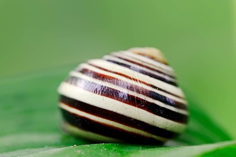 Grove snail or brown-lipped snail (Cepaea nemoralis)