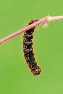 Caterpillar of the Drinker moth (Philudoria potatoria)