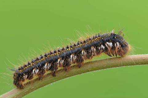 Caterpillar of the Drinker moth (Philudoria potatoria)