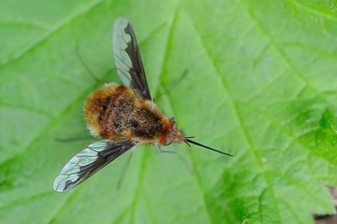 Large Bee Fly (Bombylius major)