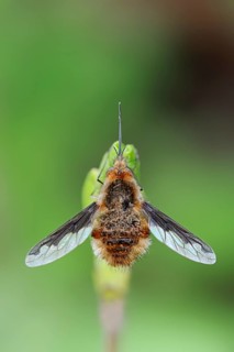 Large Bee Fly (Bombylius major)