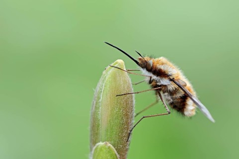 Large Bee Fly (Bombylius major)