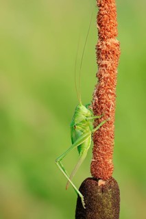 Great Green Bush Cricket (Tettigonia viridissima)