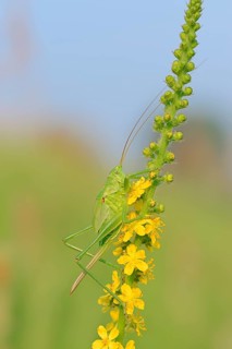 Great Green Bush Cricket (Tettigonia viridissima)