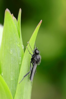 St Mark's Fly (Bibio marci)