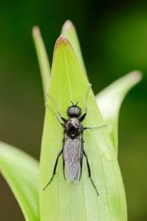 St Mark's Fly (Bibio marci)