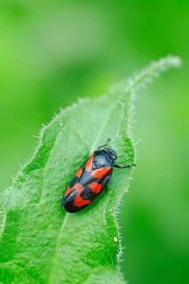 Black-and-red froghopper (Cercopis vulnerata)