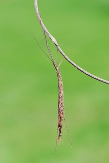 Pink-winged stick insect (Sipyloidea sipylus)
