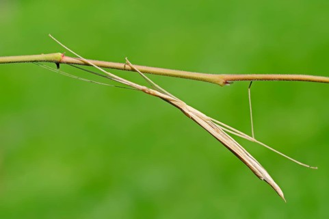 Pink-winged stick insect (Sipyloidea sipylus)